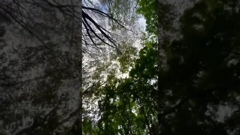 Trees are the lungs of the earth