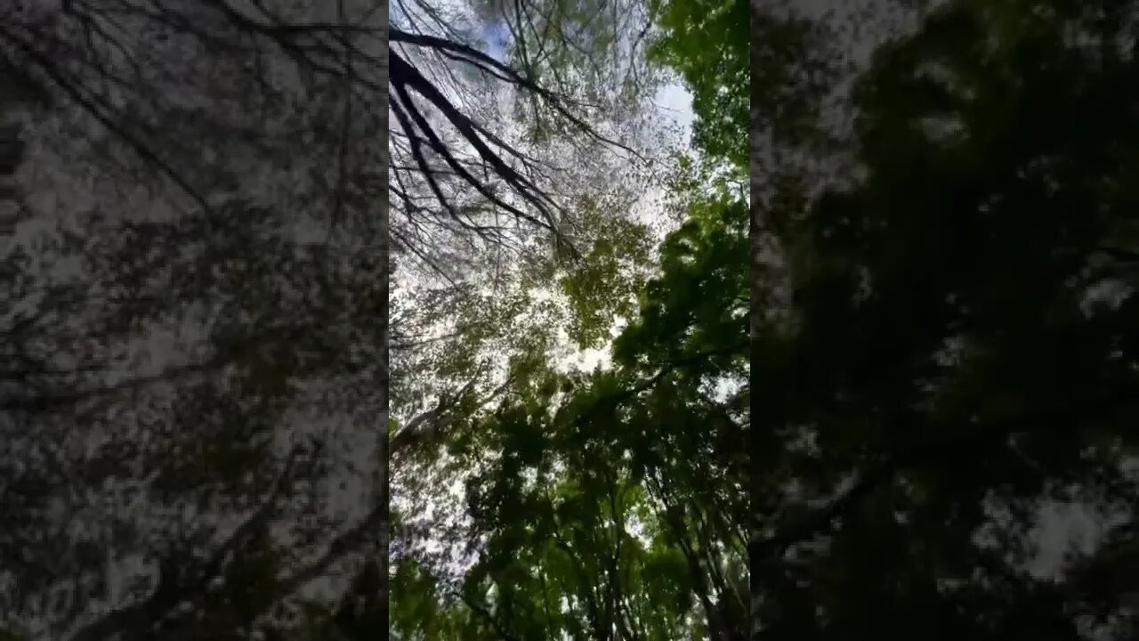 Trees are the lungs of the earth