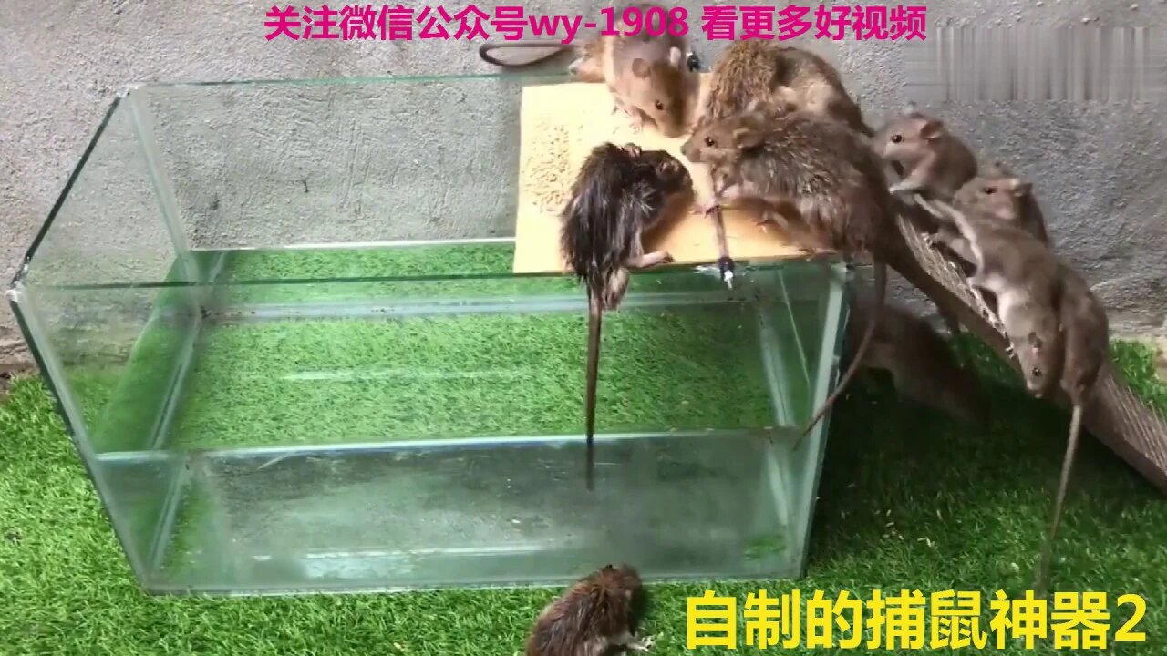 自制简单捕鼠神器(Catch mice Tool)