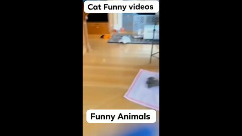 Cat Funny Clips