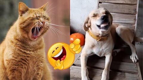 Funniest Animals 2023 😂 Funny Dogs and Cats Videos 😺🐶 P