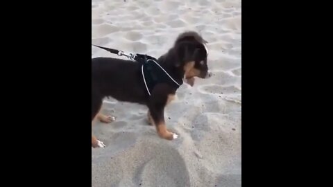 Me Taste Sand Now