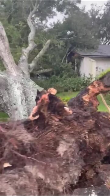 Hurricane Ian knocks down large tree in the Raintree area of Temple Terrace