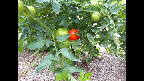 First Hossinator Tomato Harvest 7/4/24