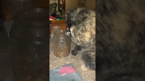 Kitty Being Sneaky With the Cookie Jar