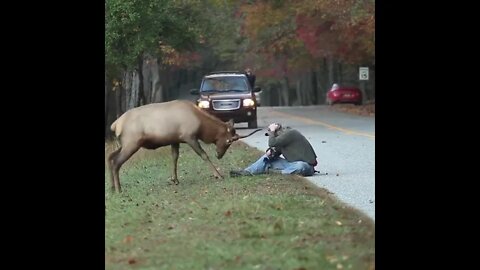 Elk & Photographer