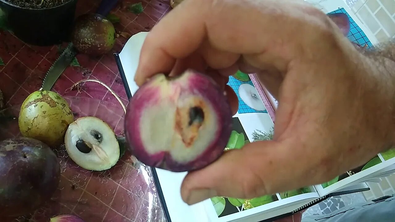 abiu roxo degustação e apresentação das folhas e sementes