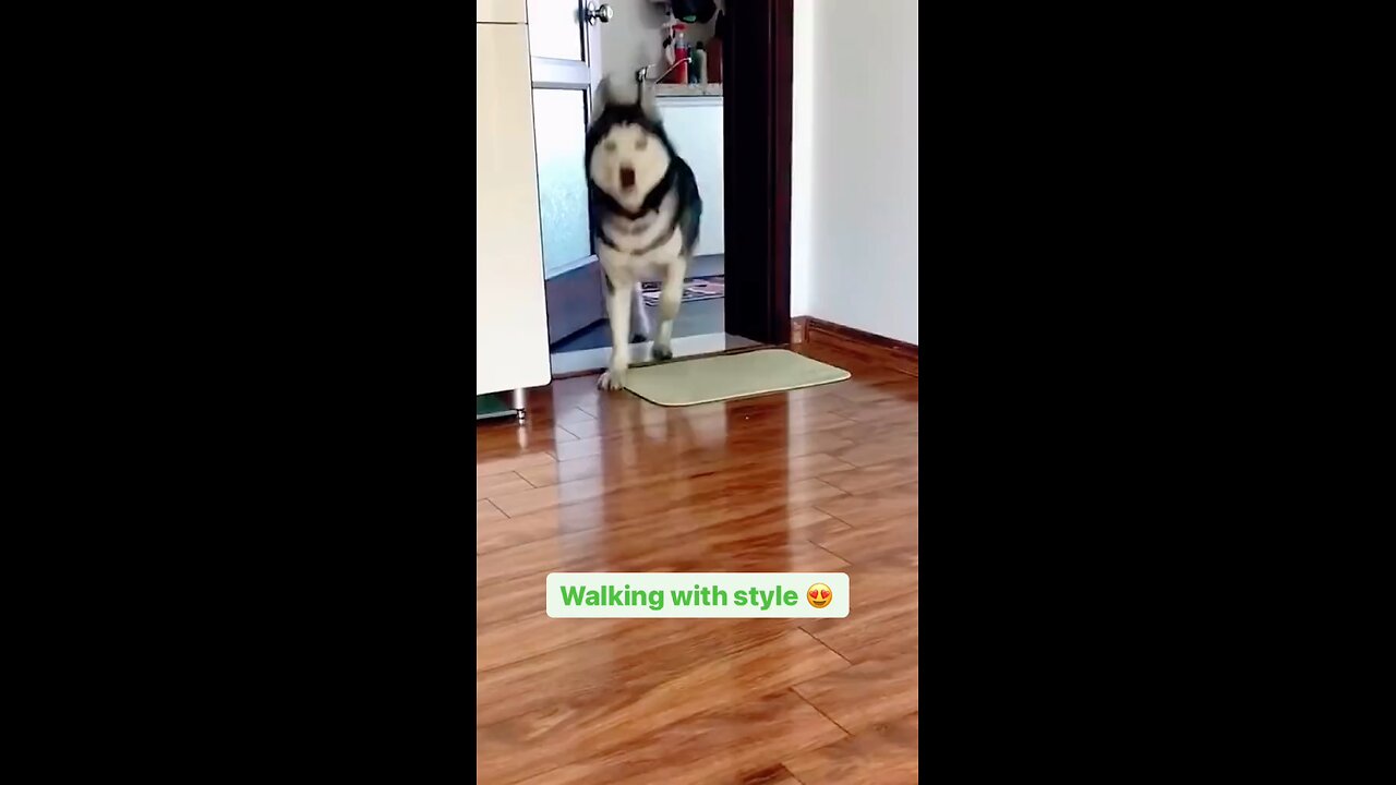 Dancing Dog