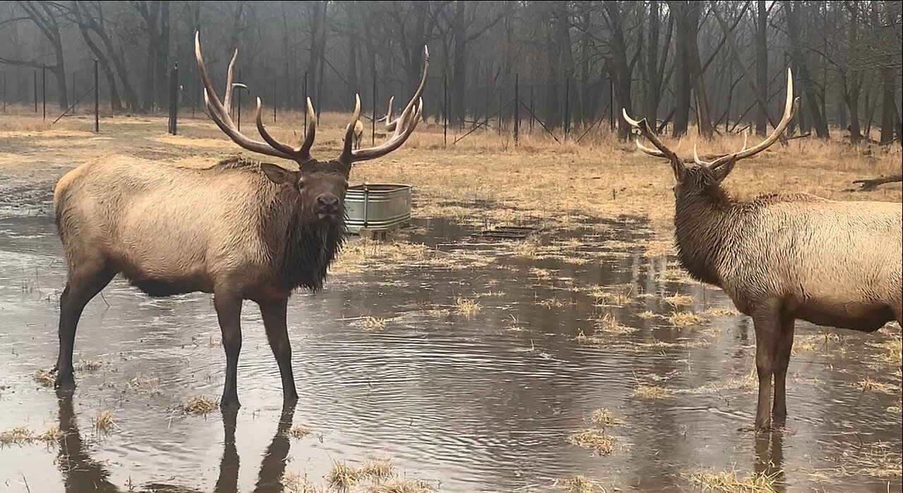 Elks Showing Off