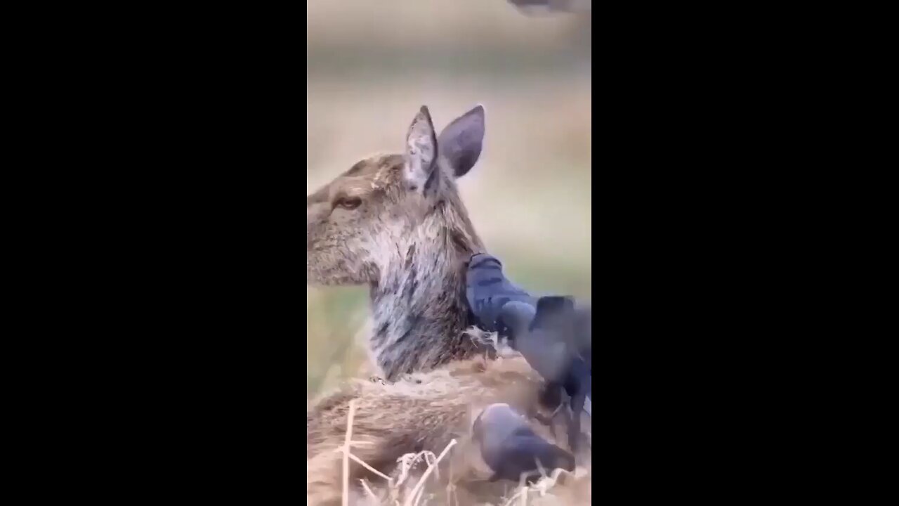 Nature's Architects: Birds Collecting Fur for Nest Building!