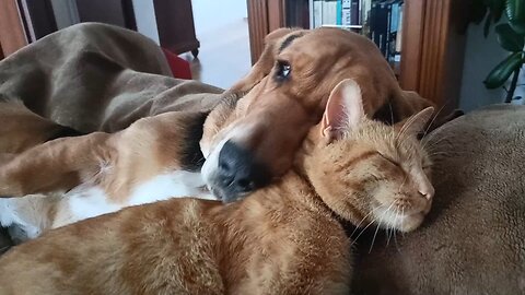 Baby Basset Hound and his patient friend