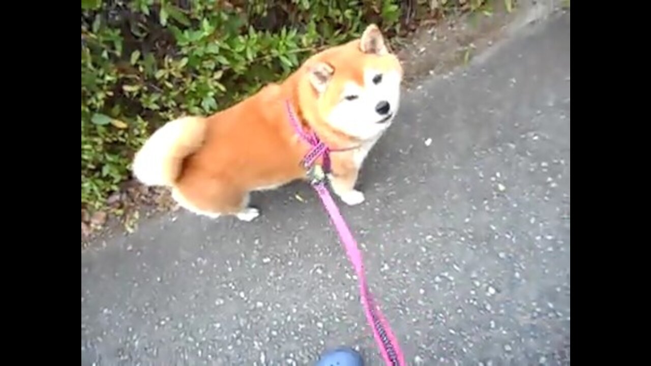 I went for a walk and saw an extremely cute shiba dog