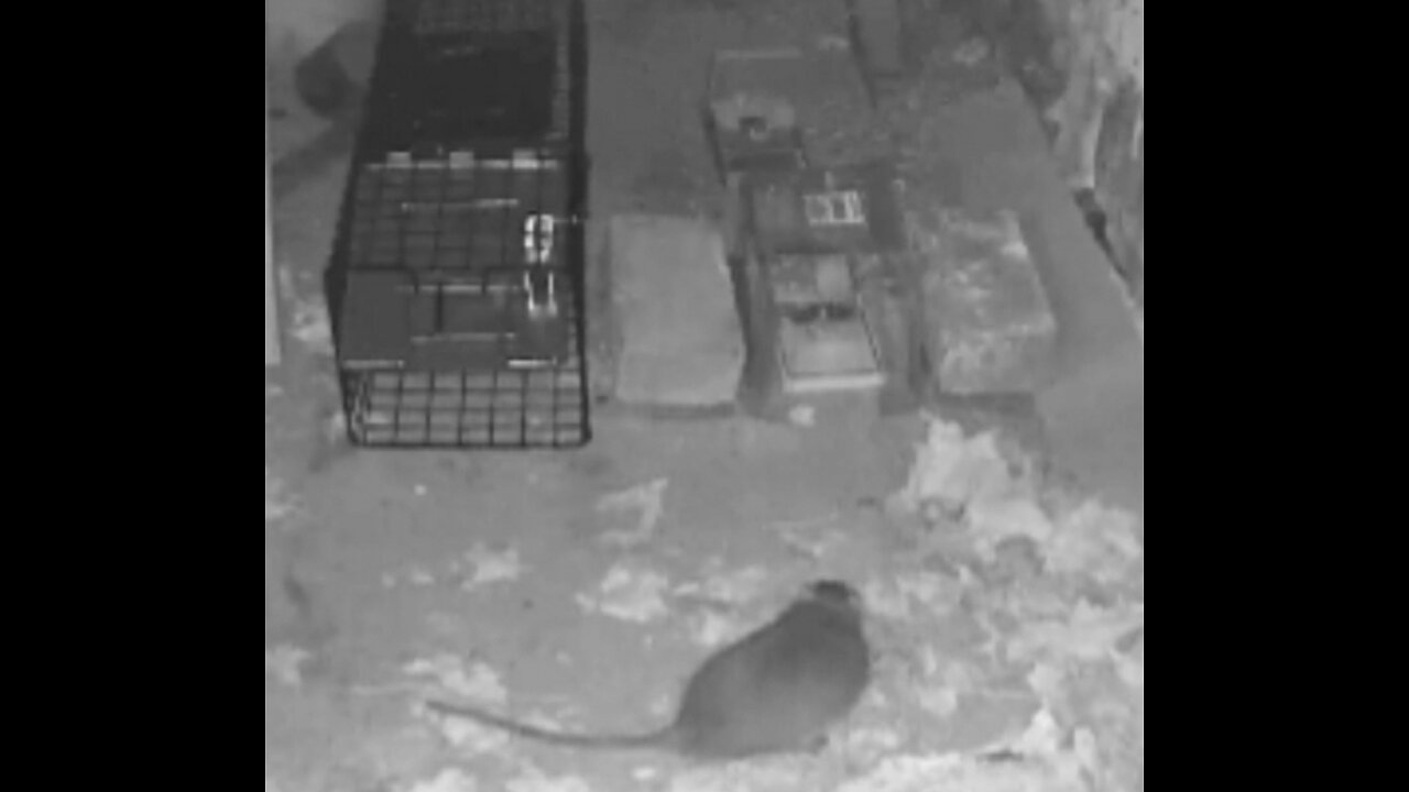 Can this huge, fat rat avoid the snap of a trap? 🤔