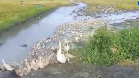 Amazing Duck Transports to a New Home