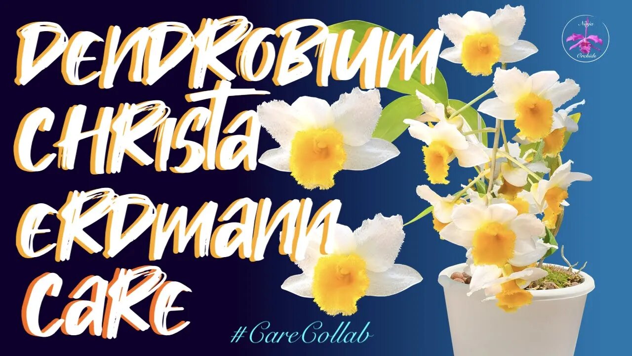 Dendrobium Memoria Christa Erdmann | Self - watering & leca EASY CARE | The BLOOMS 😱🙌🏼#CareCollab