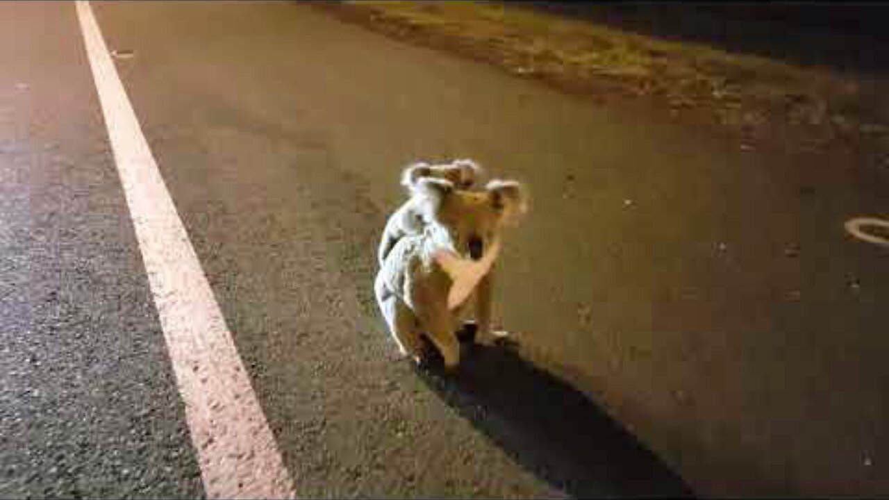 Baby koala with mum on Road 3:am