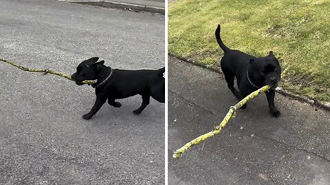 Staffy found a great addition for his stick collection