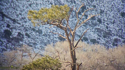 Nutrient Farm Scenery #46 - Bald Eagle Tree 60x Optical Zoom