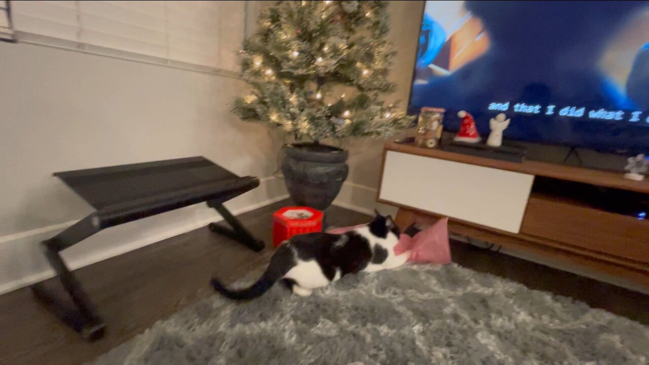 Cat attacks Christmas tree 🎄🥲 | Zoomies compilation