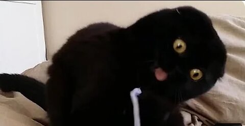 😂 Funniest Cats and Dogs Videos 😺🐶 -- 🥰😹 Hilarious Animal Compilation #Part2