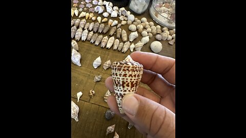 Alphabet Cone Spells Pass Craze and Twarysss #FYP #AlphabetCone #KiceIsland #SWFLShellGuide #4K