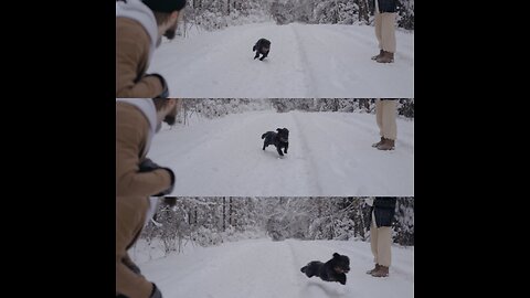 Black dog running in snow !