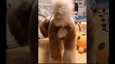 A fluffy dog ​​is walking in his living room