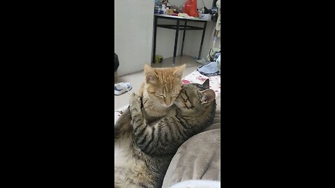 Cute Cats are in love