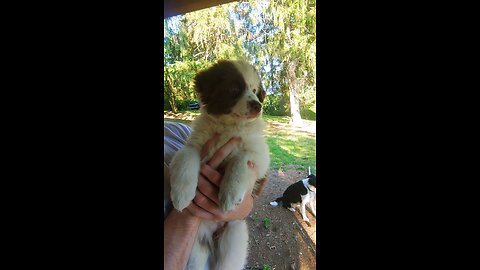 Tiny, Mini American Shepherd