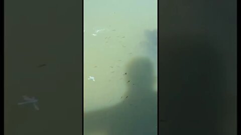 Group of fish in murky water