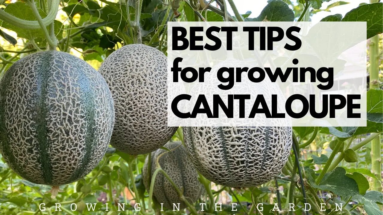 BEST TIPS for growing CANTALOUPE: Grow SWEET, FLAVORFUL cantaloupe with these tips.