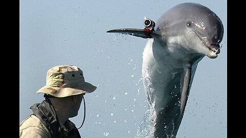 Russia Trains Dolphins To Patrol Crimean Port Of Sevastopol