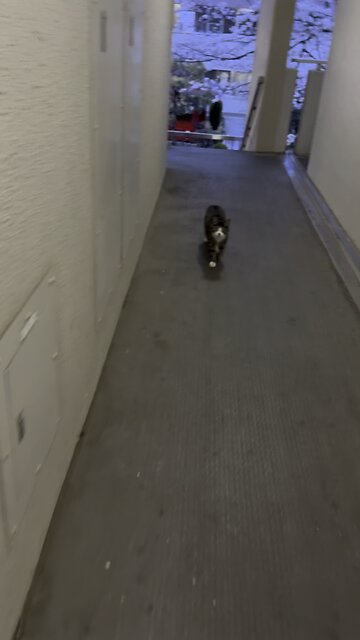 Feed a cat once, you have a friend for life.