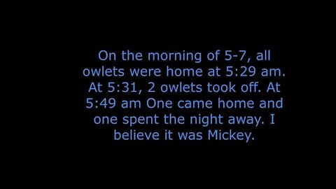 May 7 is the first day an owlet stayed out and slept elsewhere.