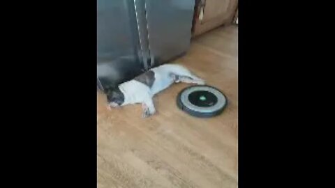 French Bulldog versus roomba