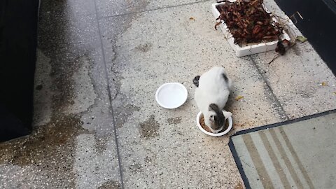 Cat surroundings on a rainy day.(68day old cat - part1)