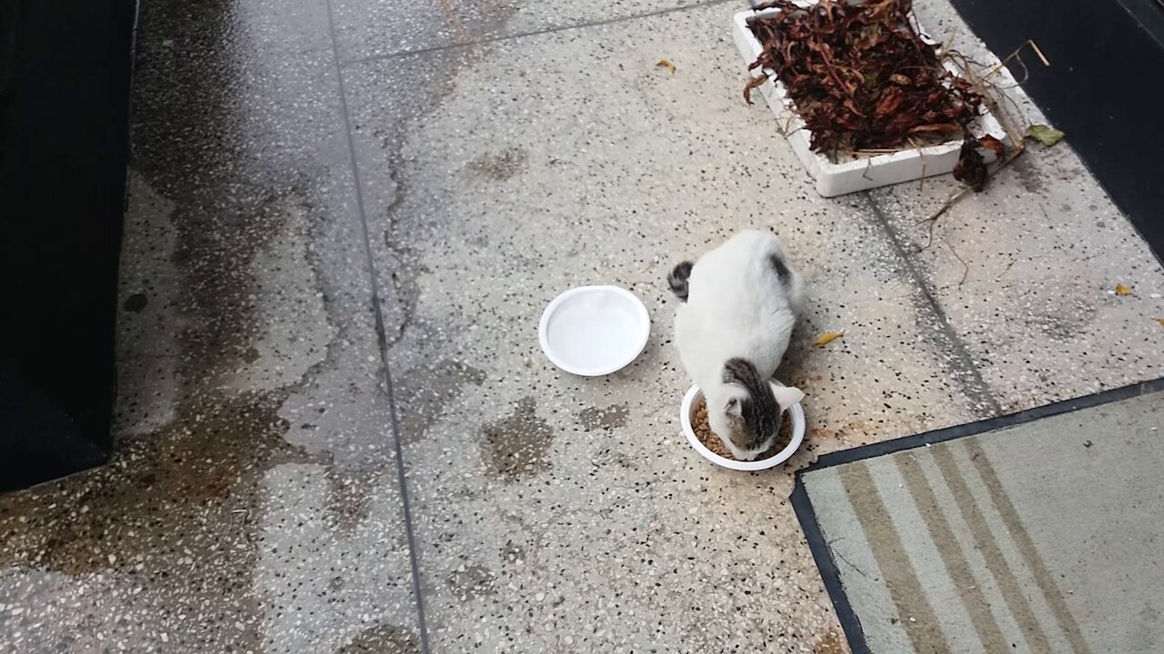 Cat surroundings on a rainy day.(68day old cat - part1)