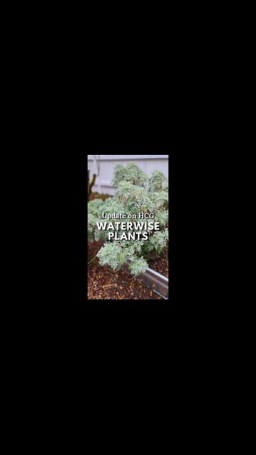 ⬆️Update on Our HCG Waterwise Perennials 🌿 #shorts