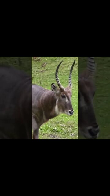 ANIMAIS MAIS ENGRAÇADOS DO MUNDO #41 • ANTÍLOPE - inscreve-se no CANAL #shorts