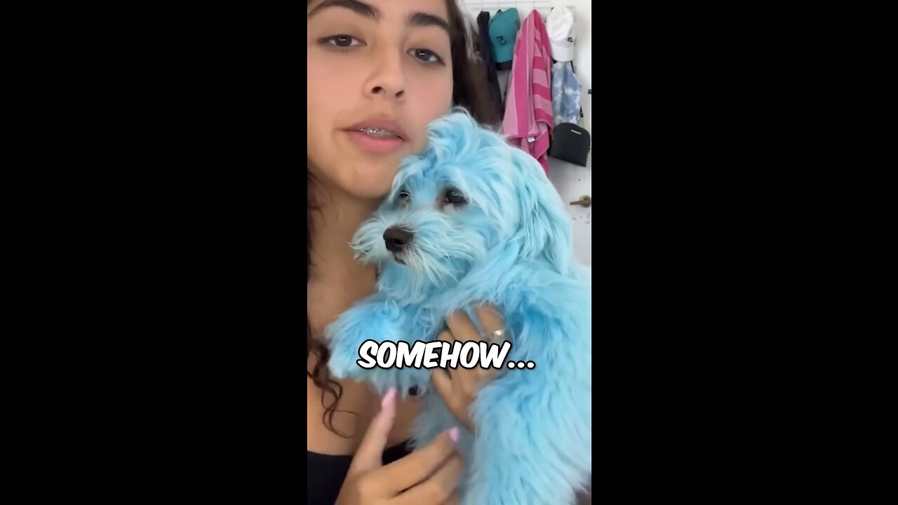 Funny Dog