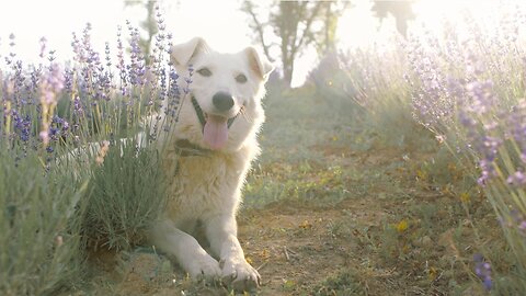 4 Fascinating Facts About Man's Best Friend - Dogs