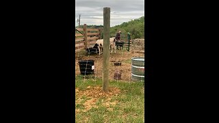 Putting Little Ribeye away for the night