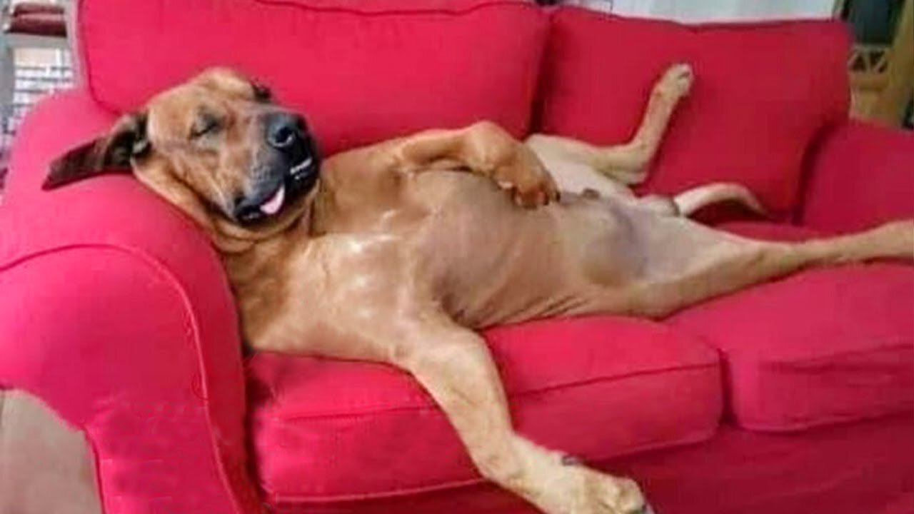 I would die laughing for these FUNNIEST Dogs 😂