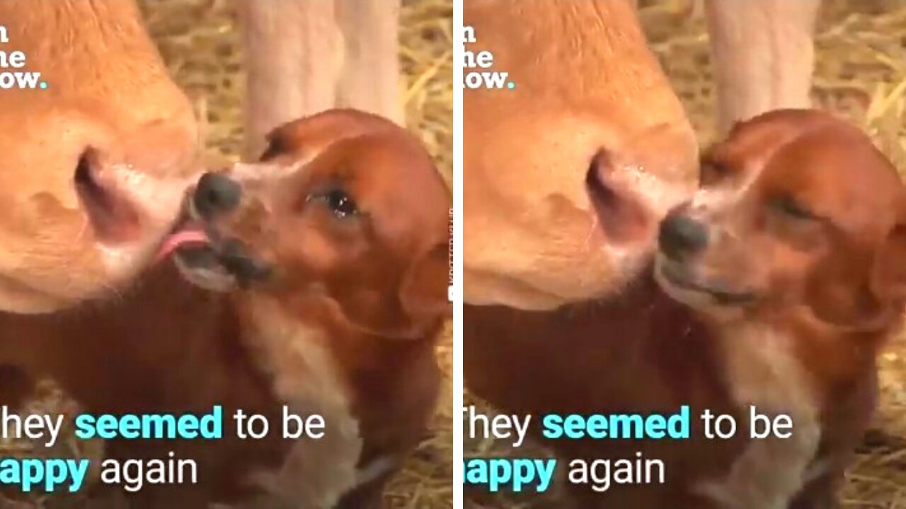 Heartful Moment - cute Puppy Dog Love The Cow