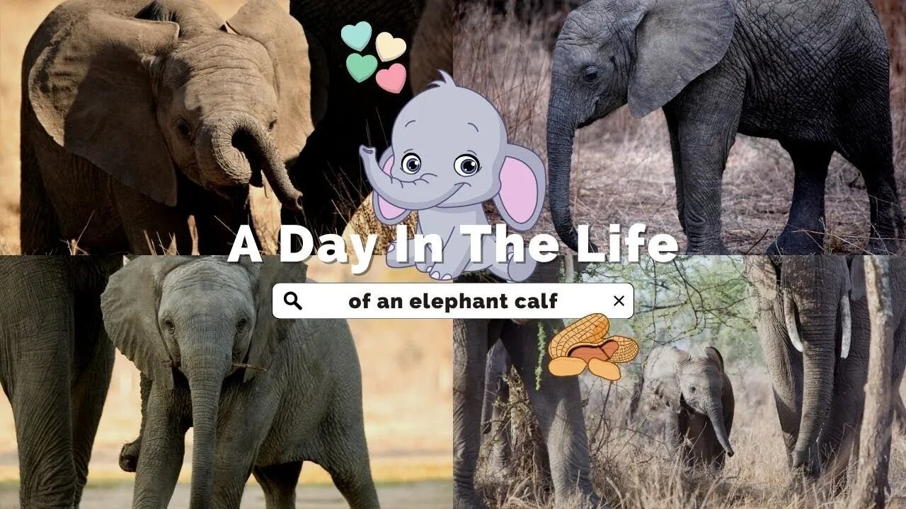 A Compilation of Adorable Elephant Calves 🐘 Safe for All Ages Homeschool Observation Behavior