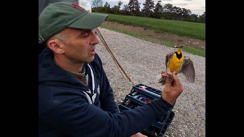 Super friendly bird playing with human.