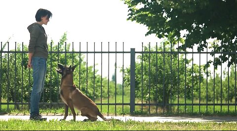 HOW TO TRAIN YOUR PUPPY 10 TRICKS IN A FEW DAYS