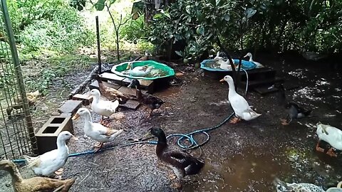 Ducks and their pond 22nd February 2021