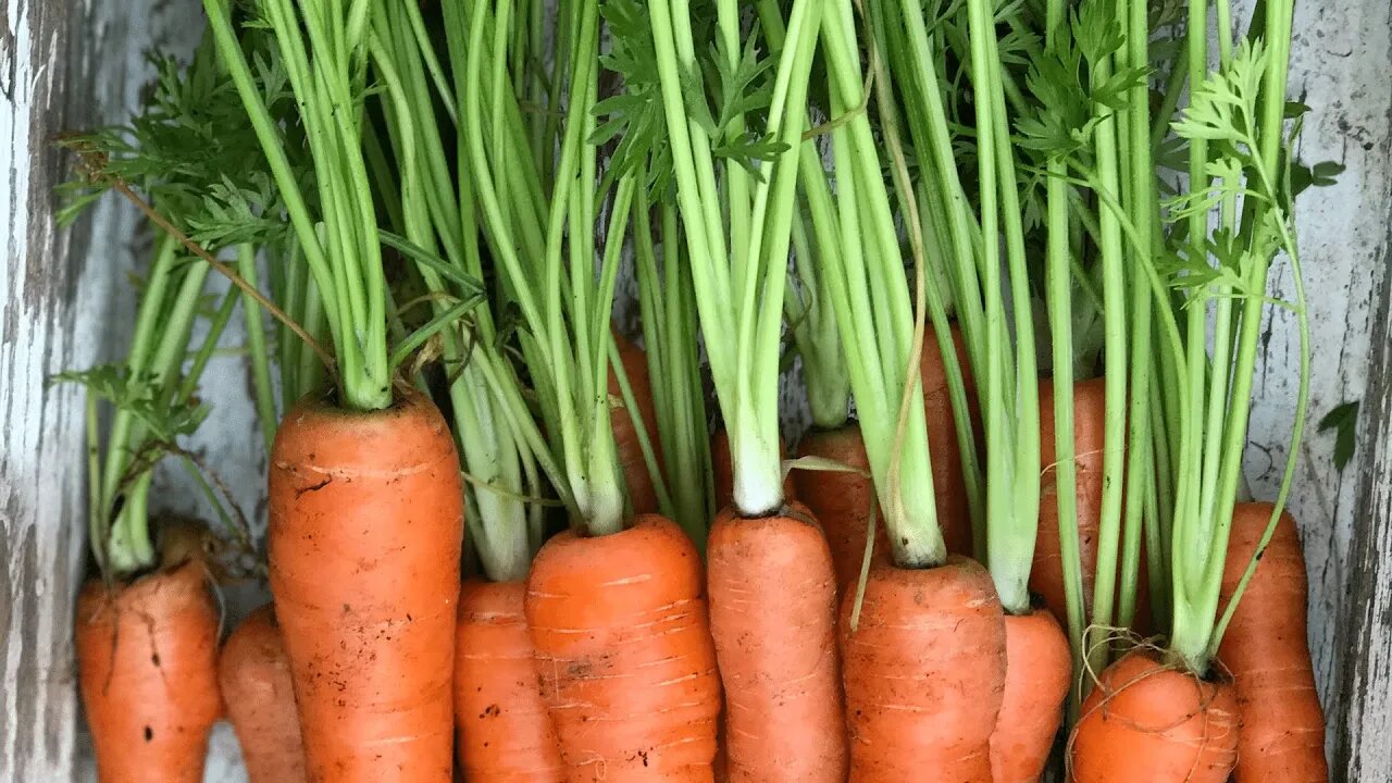 CARROT GERMINATION Tip: Keep seeds from drying out even in HOT WEATHER