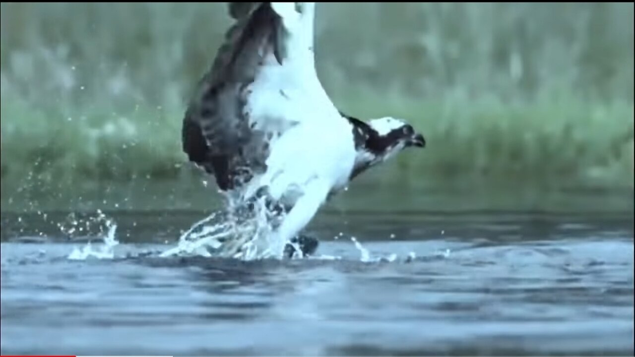 Scary footage of hunting an Eagle by Octopus